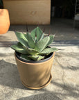 Agave assorted アガベ アソート Size 5