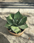 Agave assorted アガベ アソート Size 5
