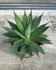 Agave assorted アガベ アソート Size 5