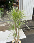 Dragon Tree ドラセナ コンシンネ ホワイトボリー Size 8