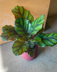 Calathea fasciata カラテア ファシアータ Size 3