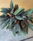 Homalomena humilis ' Black from ' ホマロメナ フミリスブラック Size 5