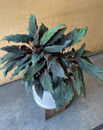 Homalomena humilis ' Black from ' ホマロメナ フミリスブラック Size 5
