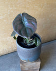 Alocasia 'Red Secret' (Alocasia cuprea) アロカシア クプレア Size 3
