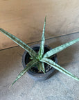 Snake Plant サンスベリア アイシクル Size 2