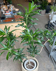 Dracaena 'Preomere' ドラセナ プレオメル Size 6
