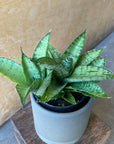 Sansevieria 'Hybrid' サンスベリア ハイブリッド Size 2