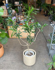 Dracaena 'Preomere' ドラセナ プレオメル Size 6
