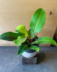 Philodendron 'Yello Flame' フィロデンドロン イエローフレーム Size 3