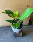 Philodendron 'Yello Flame' フィロデンドロン イエローフレーム Size 3