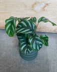 Calathea orbifolia Bessar カラテア ベサール Size 3