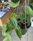 Hoya "Macrophylla" ホヤ マクロフィラ Size 3
