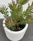 Leuca Dendron リューカデンドロン Size5