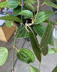 Hoya "Macrophylla" ホヤ マクロフィラ Size 3