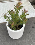 Leuca Dendron リューカデンドロン Size5