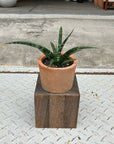 Snake Plant サンスベリア ファーンウッド