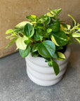 Peperomia glabella ペペロミア グラベラ Size 3
