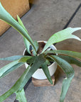 Staghorn ビカクシダ コウモリラン ベイチー Size 5