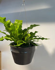 Crocodile Fern クロコダイルファーン Size 5