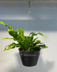 Crocodile Fern クロコダイルファーン Size 5