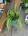 Lepismium houlletianum レピスミウム ボリビアナム Size 4