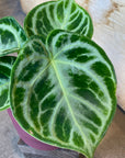 Anthurium Dorayaki アンスリウム ドラヤキ Size 3