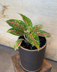 Aglaonema ‘Night sparkle’ アグラオネマ ナイトスパークル Size 2
