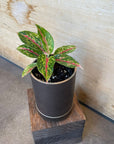 Aglaonema ‘Night sparkle’ アグラオネマ ナイトスパークル Size 2