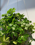 Parthenocissus sugarvine シュガーバイン
