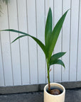 Coconut ココヤシ Size 6