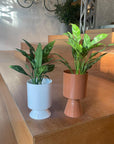 Aglaonema ’Maria’ アグラオネマ マリア Size 3