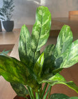 Aglaonema ’Maria’ アグラオネマ マリア Size 3