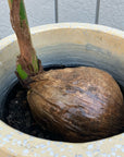 Coconut ココヤシ Size 6