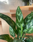 Aglaonema ’Maria’ アグラオネマ マリア Size 3