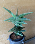 Sansevieria 'Powellii -Blue' サンスベリア パウエリーブルー Size 3