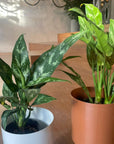 Aglaonema ’Maria’ アグラオネマ マリア Size 3