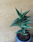 Sansevieria 'Powellii -Blue' サンスベリア パウエリーブルー Size 3