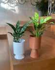 Aglaonema ’Maria’ アグラオネマ マリア Size 3