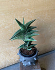 Sansevieria 'Powellii -Blue' サンスベリア パウエリーブルー Size 3