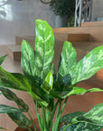 Aglaonema ’Maria’ アグラオネマ マリア Size 3