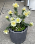 Phylica 'Pubescens' フィリカ・プベッセンス Size 5