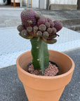 Cactus 接ぎ木サボテン Size 4