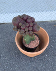Cactus 接ぎ木サボテン Size 4