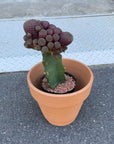 Cactus 接ぎ木サボテン Size 4