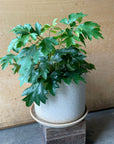 Oatmeal Minimalist Planter by Arcadia Scott