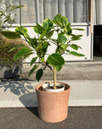 White Terracotta Planter ホワイトテラコッタプランター