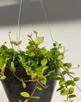 Peperomia angulata ペペロミア アングラータ Size 3