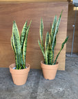 Snake Plant (Sansevieria Laurentii) サンスベリア ローレンチー