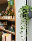 Asta Hanging Planter アスタハンギング