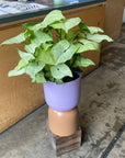 Syngonium podophyllum ‘white butterfly’ シンゴニウム ・ ホワイトバタフライ Size 4